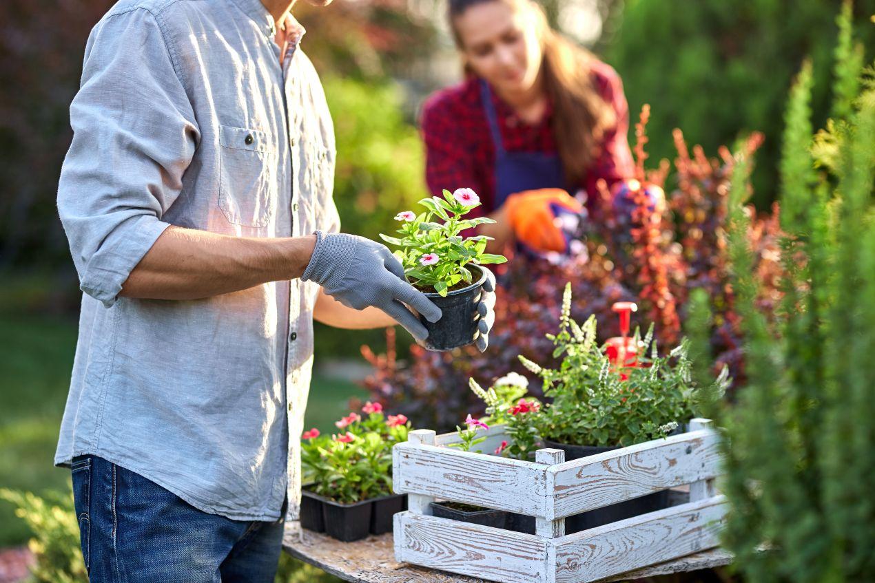 Mann und Frau bepflanzen Outdoorbereich mit handlichen Pflanzen und stabilen Pflanzgefaessen fuer die Gartensaison