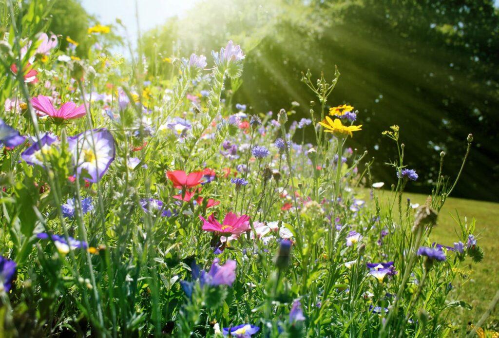 Blumenwiese mit bunten Wildblumen, die als Lebensraum fuer zahlreiche Arten dient und ein Insektenhotel im Garten optimal ergaenzt.