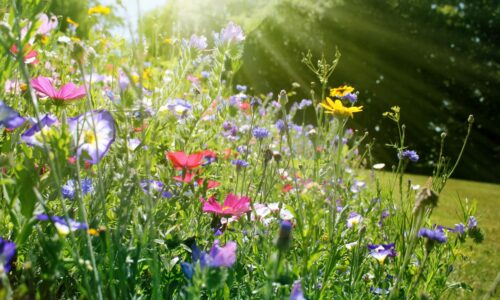 Mit wenig Aufwand einen lebendigen Garten gestalten