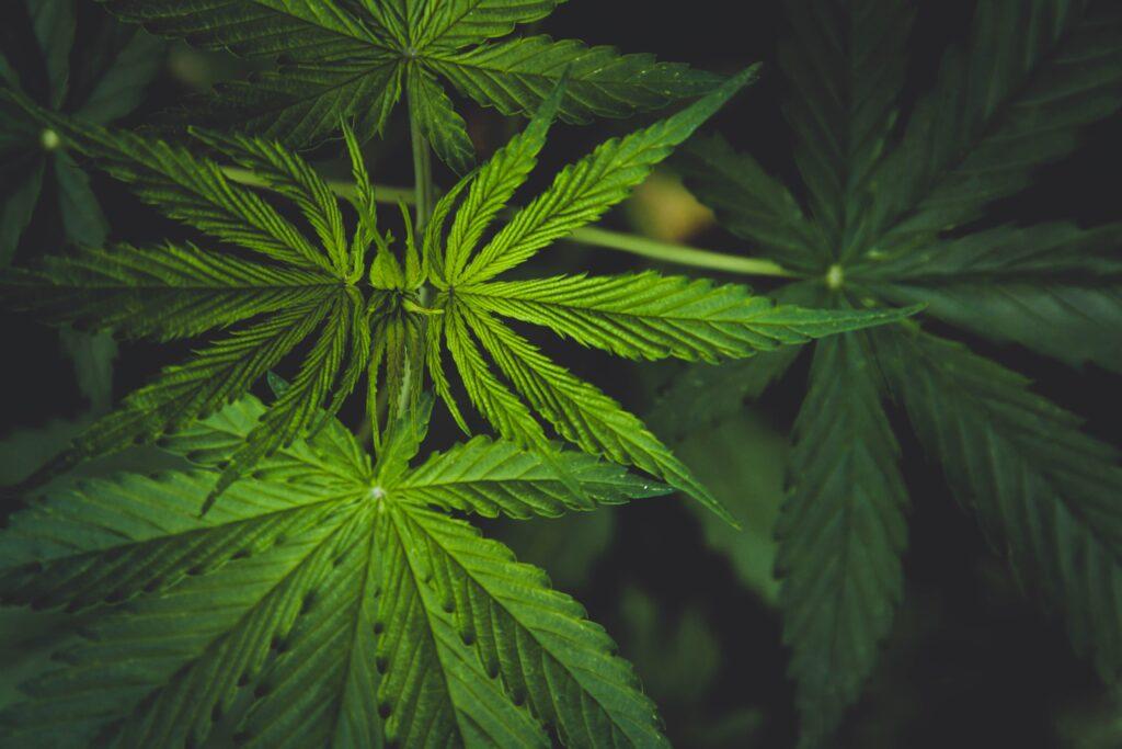 Critical Kush_ganjafarmer.de